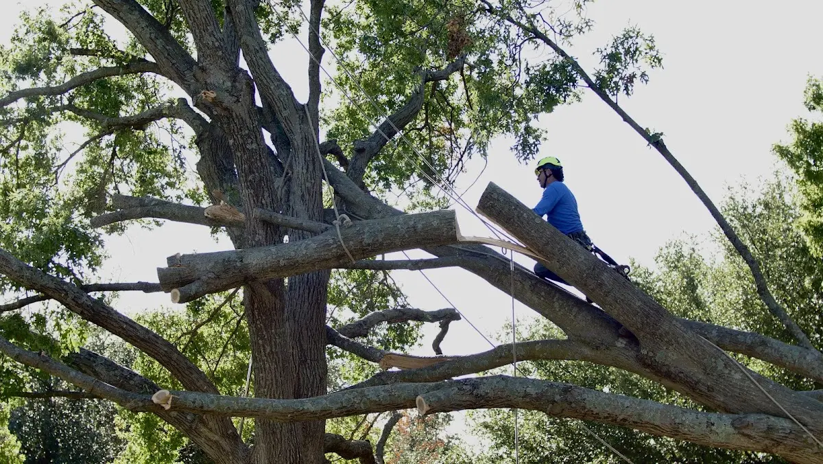 Professional Crown Thinning performed by certified arborists in Welcome